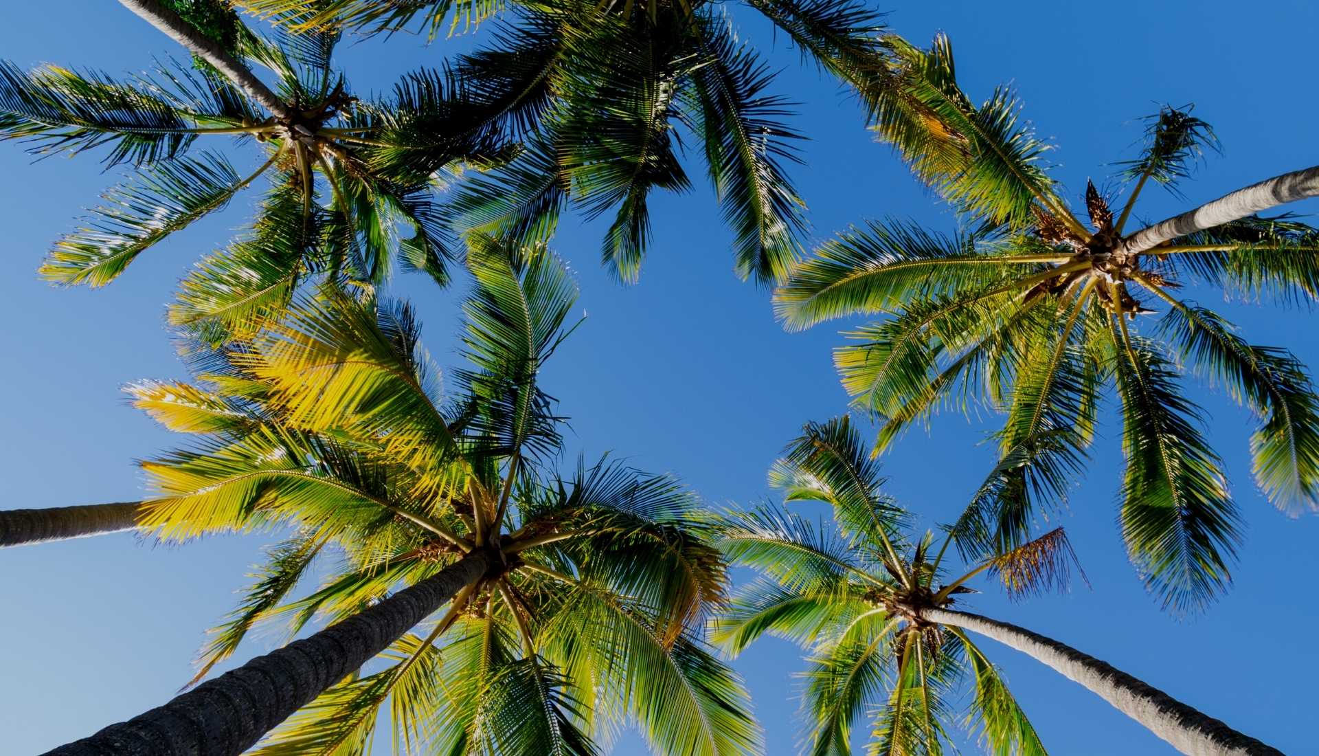 palm trees palm trees